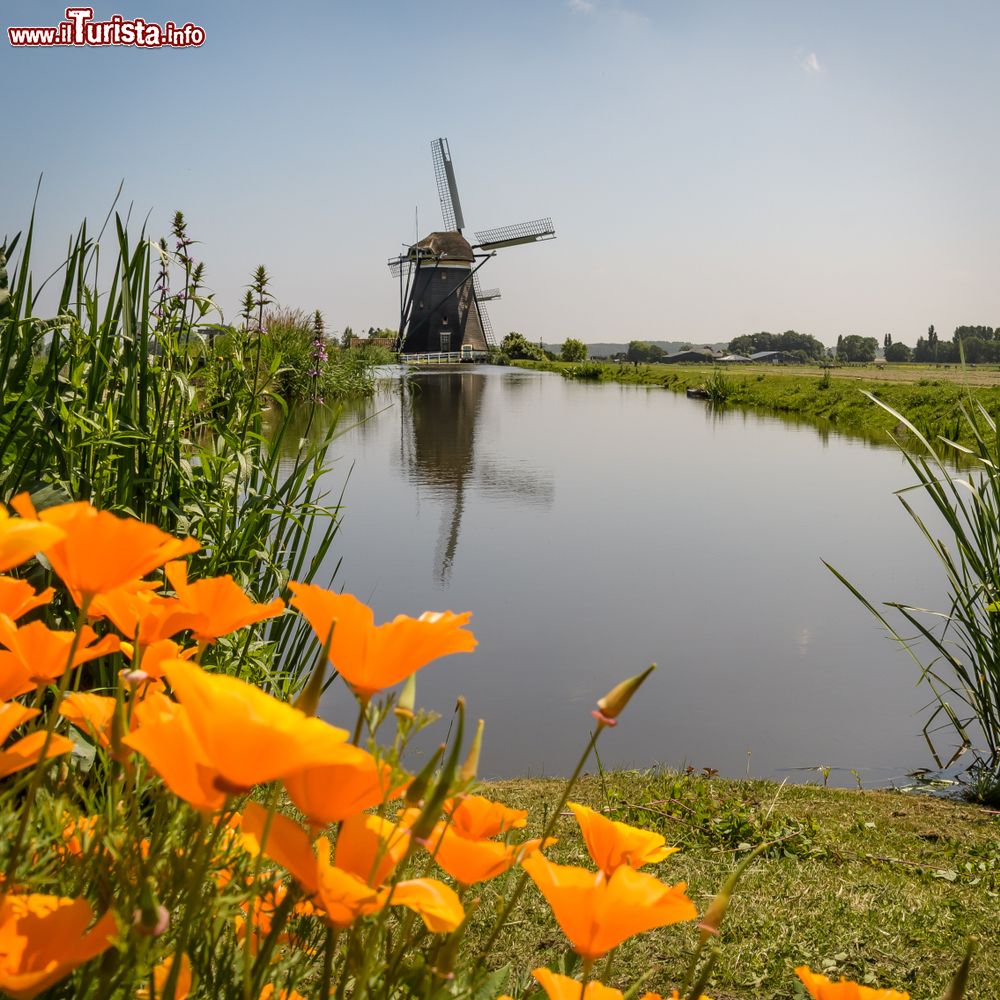 Immagine Fiori di escolzia e un mulino a vento a  Driemandspolder, Zoetermeer, Olanda.