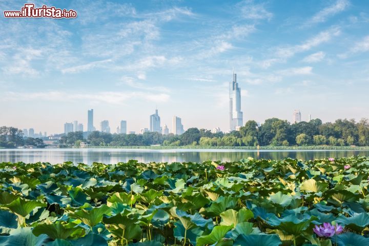 Immagine Fiori di loto lungo il fiume a Nanjing, Cina. Sullo sfondo, la skyline di Nanchino, capitale del paese durante la dinastia Ming - © chungking / Shutterstock.com