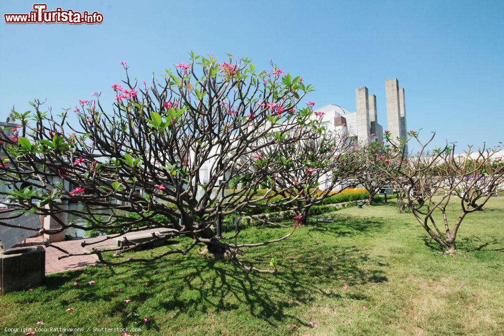 Immagine Fiori di Pink Plumeria alla Sukhothai Thammathirat Open University di Nonthaburi, Thailandia. I fiori sono simili a quelli dell'oleandro, profumati, grandi e dai colori più diversi (bianco, crema, rosa, rosso, giallo) - © Coco Rattanakorn / Shutterstock.com
