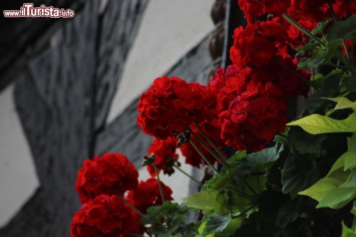 Immagine Fiori di un negozio a Ribeauvillé  - © Matteo Emiliani