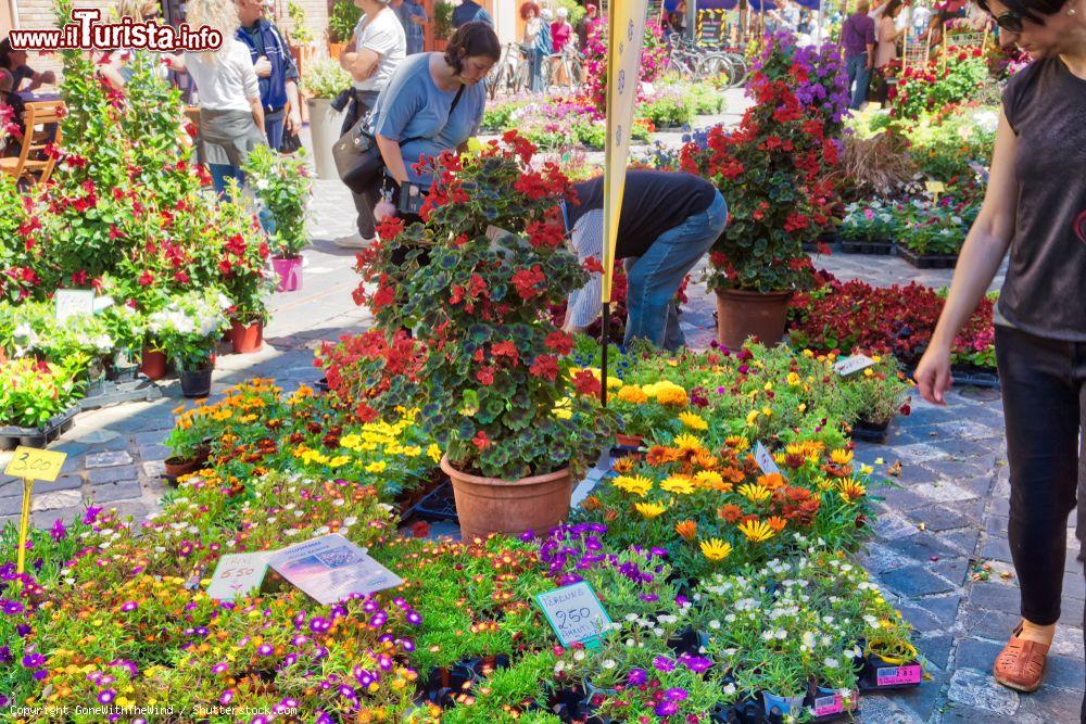 Immagine Fiori in piazza a Morciano di Romagna durante l'Antica Fiera di San Gregorio - © GoneWithTheWind / Shutterstock.com