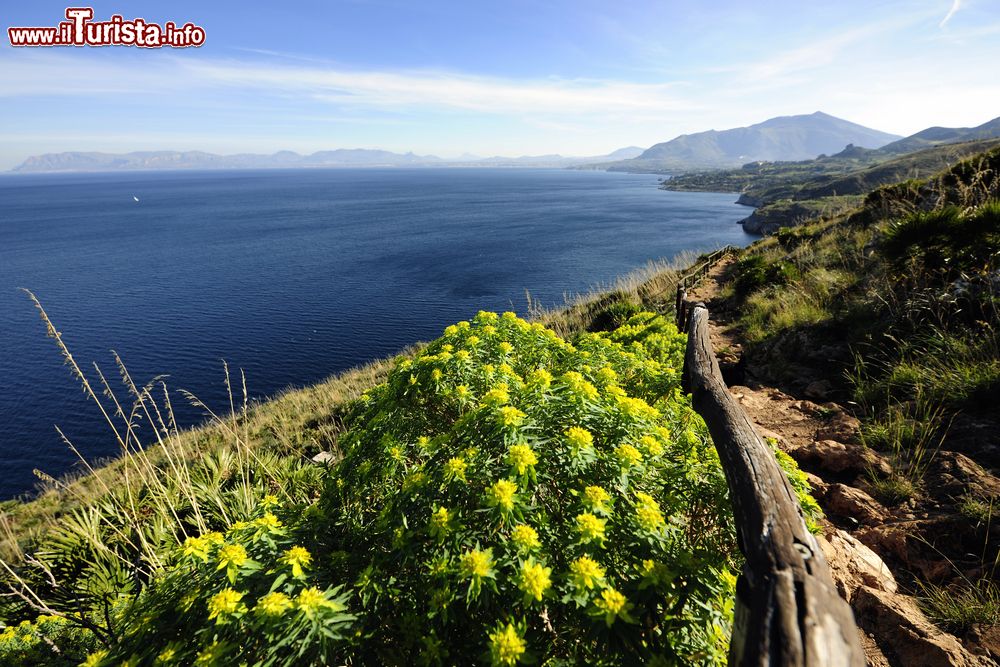 Immagine Fiori selvatici lungo uno dei sentieri della riserva dello Zingaro in Sicilia