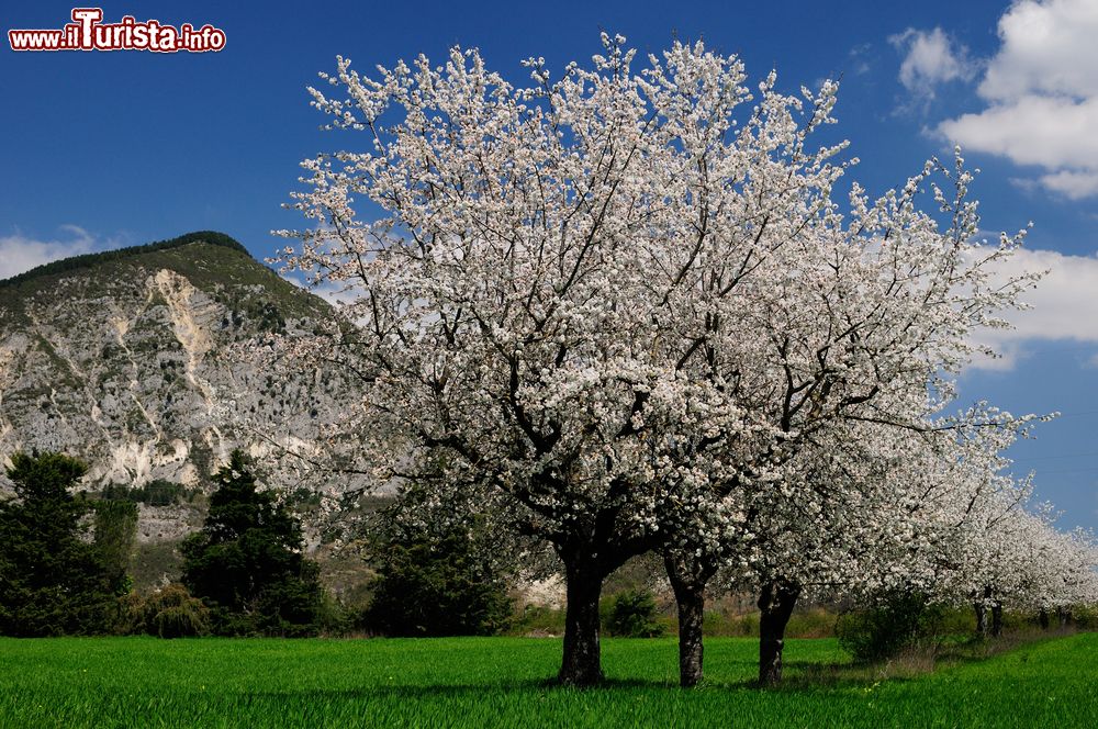 Immagine Fioritura dei ciliegi nelle campagne di Castel San Vincenzo, Molise