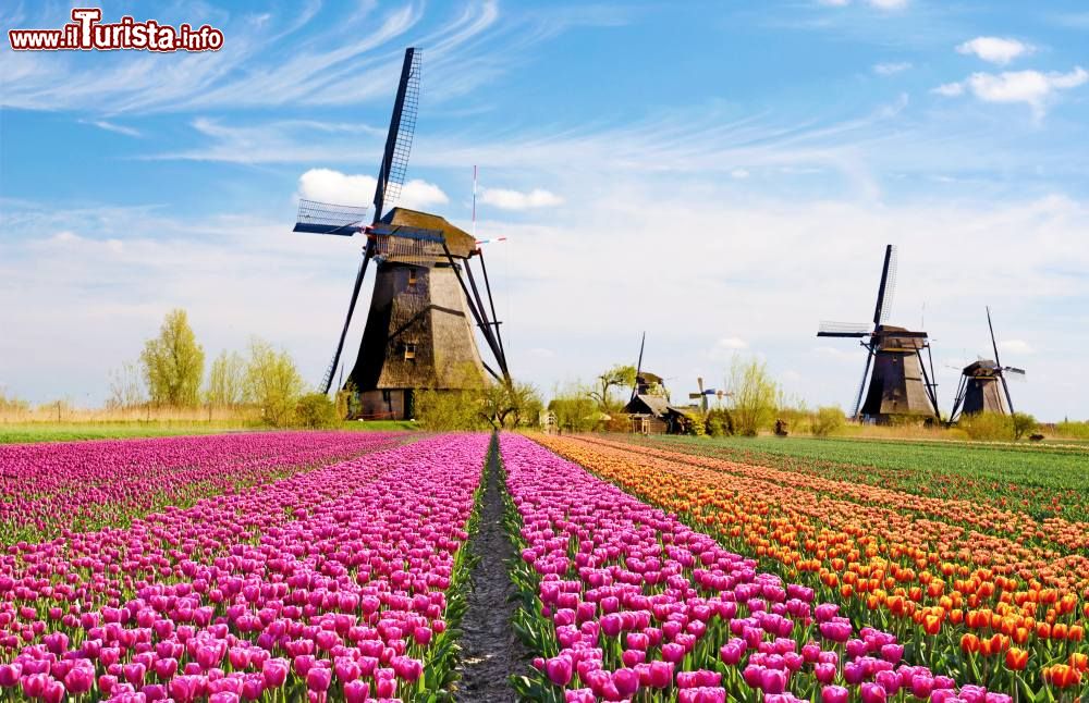 Immagine Fioritura dei tulipani in Olanda vicino Amsterdam.