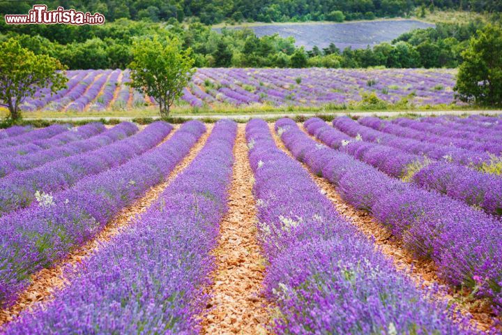 Immagine Fioritura della lavanda a Gordes, Francia - Una suggestiva immagine della lavanda in fiore: il periodo migliore per vederla va da fine giugno ad agosto avanzato anche se varia a seconda del clima, dell'altitudine, della latitudine e soprattutto della varietà di pianta © ISchmidt / Shutterstock.com