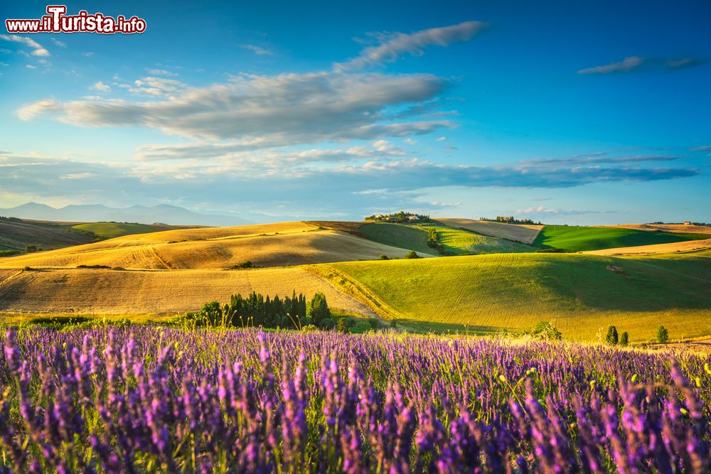 Immagine Fioritura della lavanda nelle campagne intorno a Santa Luce di Pisa in Toscana