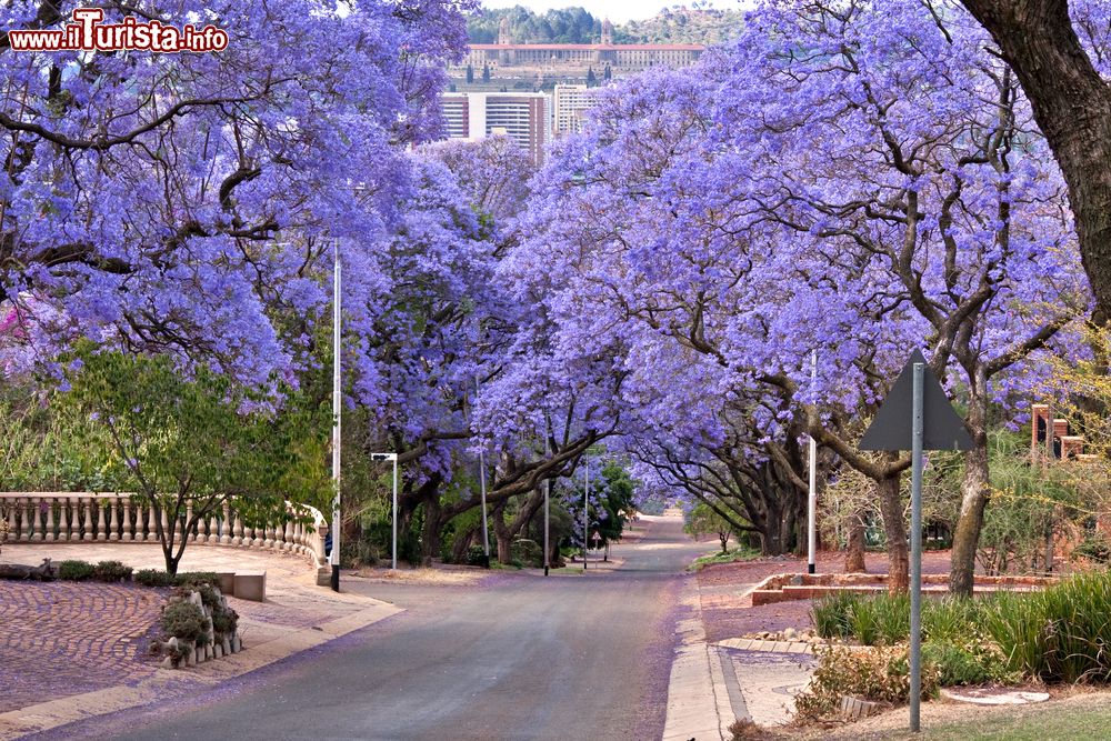 Immagine Fioritura di alberi di jacaranda in una strada di Pretoria, Sudafrica. I fiori di questa specie floreale hanno una corolla di colore dal blu al viola porpora.