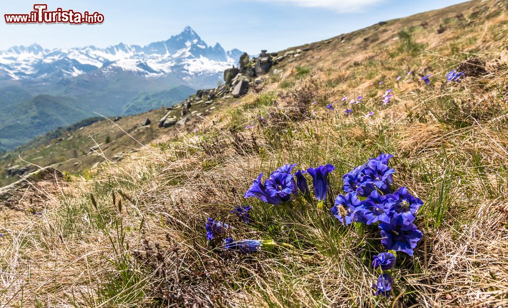 Immagine Fioritura di genziane ad Ostana in Piemonte