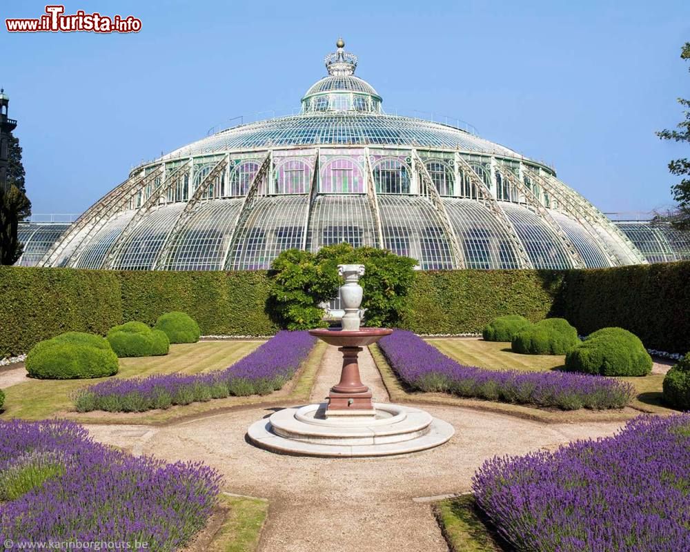 Immagine Fioritura di lavanda alle Serre Reali di Laeken a Bruxelles - © www.karinborghouts.be