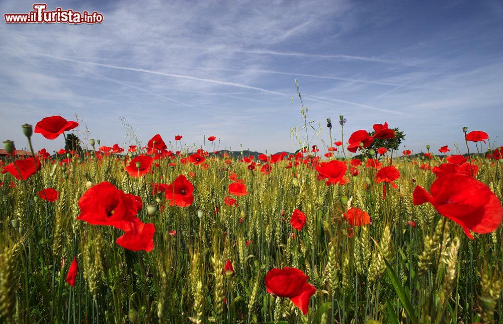 Immagine Fioritura di papaveri in Franciacorta, comune di Cazzago San Martino, provincia di Brescia