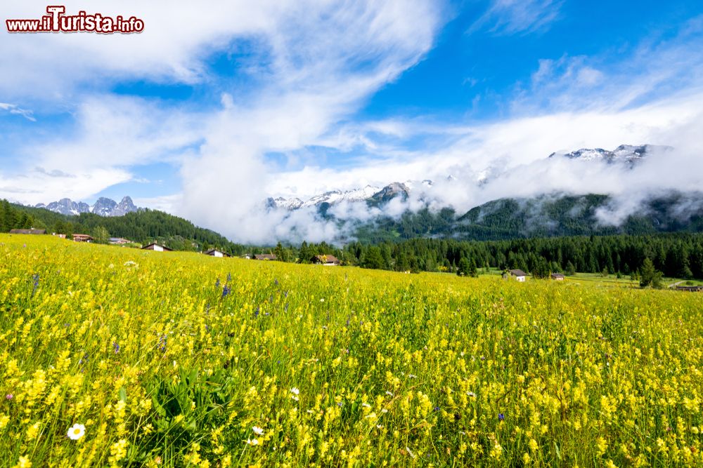 Immagine Fioritura primaverile in Trentino tra le montagne di Bellamonte