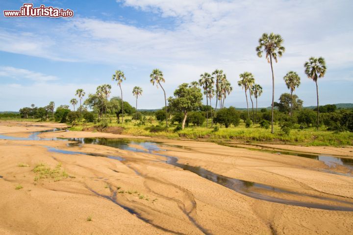 Immagine Fiume in secca nel parco nazionale di Ruaha che in un'area di oltre 15 mila chilometri quadrati ospita una grande varietà di habitat: foreste degli altipiani, quelle sempreverdi lungo il fiume Great Ruaha, zone aride della Rift Valley e savana dominata da baobab e acacie. Protagonista di quest'area situata nel cuore di una regione scarsamente popolata della Tanzania è il fiume con i suoi affluenti che durante la stagione secca attira tutti gli animali - © Villiers Steyn / Shutterstock.com