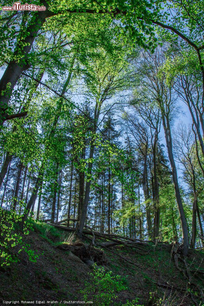 Immagine Gli alberi di una foresta al confine tra Germania e Danimarca, fuori dalla cittadina di Flensburg - © Mohamad Eqbal Arafeh / Shutterstock.com