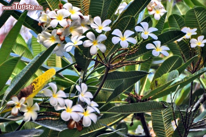 Immagine Frangipani della Polinesia