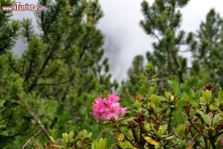 Immagine Flora, sentiero didattico: nella Valle dello Stubai, passeggiando nei sentieri sulle montagne, è possibile scoprire ed ammirare un'ampia varietà di flora e fauna. Il sentiero didattico, nel comprensorio dello Schlick 2000, spiega le caratteristiche delle piante che si incontrano lungo il percorso.