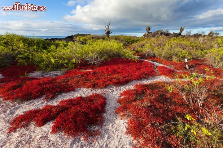 Immagine L'isola di Floreana alle Galapagos. Famosa per la sua vegetazione colorata l'isola offre anche un grande sito per immersioni e snorkeling, chiamato la "Corona del Diavolo", un cono vulcanico sommerso dove si incontrano tartarughe marine, leoni marini e squali - © sunsinger / Shutterstock.com