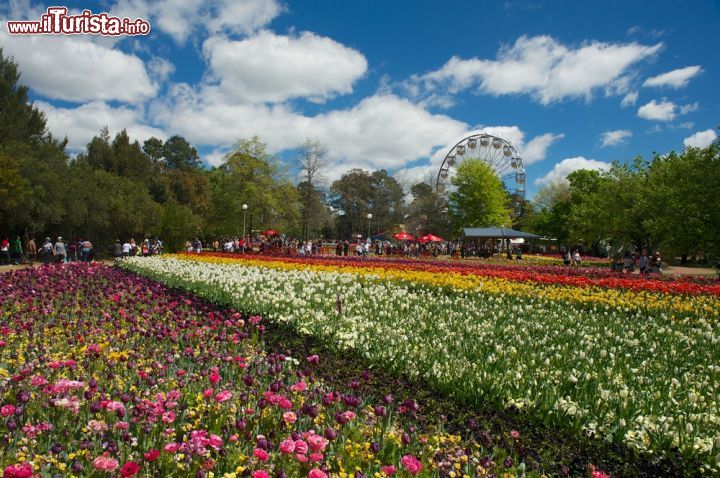 Immagine Floriade Festival di Canberra, Australia - Il festival dei fiori viene celebrato in moltissime città che appartengono ad ogni luogo del mondo. Conosciutissimo quello in Giappone, apprezzato quello in Olanda, ma decisamente allegro quello di Canberra. Come consuetudine durante questa tipologia di manifestazioni che spesso nascondono la nascita di fiori spontanei, sono pochi i fiori che si distinguono. Qui invece vi sono moltissime speci che contribuiscono a rendere il paesaggio variopinto e ricco di diverse sfumature - © Selfiy / Shutterstock.com