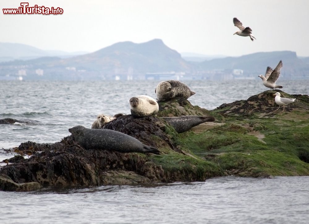 Immagine Foche a riposo sulla costa di Kirkclady con la skyline di Edimburgo sullo sfondo, Scozia, UK.