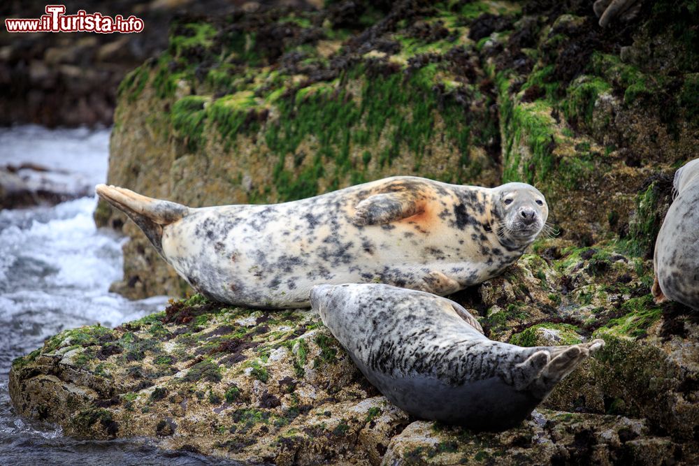 Immagine Foche grigie sulla costa di Seahouses, isole di Farne, Inghilterra. Questo mammifero appartiene all'ordine dei Pinnipedi e alla famiglia dei Focidi.