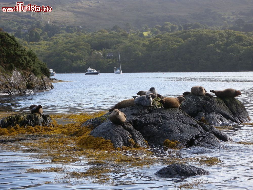 Immagine Foche sugli scogli di Garnish Island in Irlanda - © Florian Fuchs, CC BY 3.0, Wikipedia