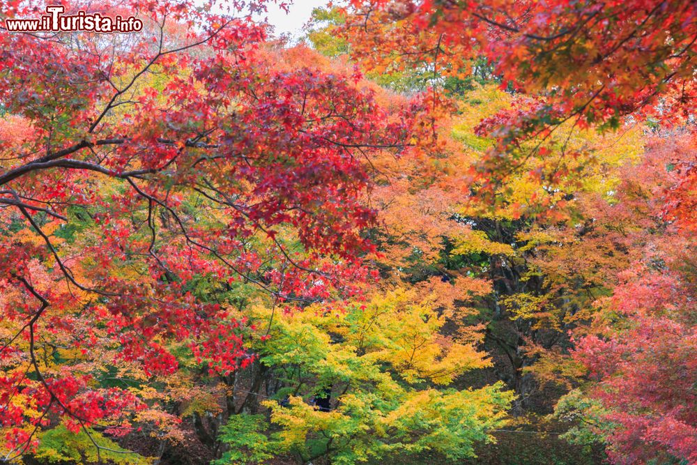 Immagine Foglie di acero al Yujaku Park, Bungoono, Oita, Giappone. Questo parco è famoso per la presenza di aceri che cambiano la colorazione dellle foglie durante le varie stagioni. Di notte, spesso, gli alberi vengono illuminati.