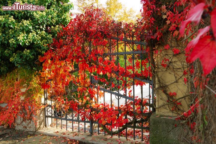 Immagine Foglie rosse decorano un cancello in ferro a Ludwigsburg, Germania - © Yuriy Davats / Shutterstock.com