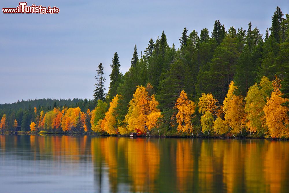 Immagine Foliage autunnale attorno al lago di Kuusamo, Finlandia. Il 90% del territorio di questa cittadina è ricoperto da boschi di pini e abeti in cui vivono numerose specie animali.