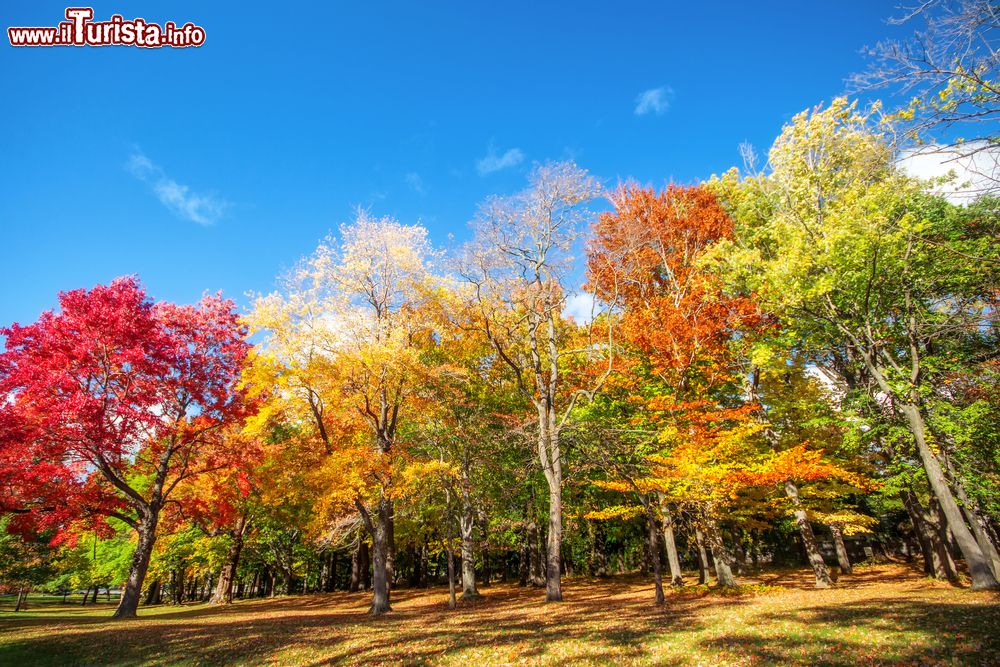 Immagine Foliage autunnale in un parco della città di Rochester, stato di New York (USA).