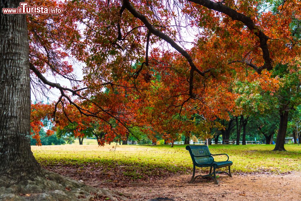 Immagine Foliage autunnale in un parco pubblico sulle colline di Austin, Texas (USA).