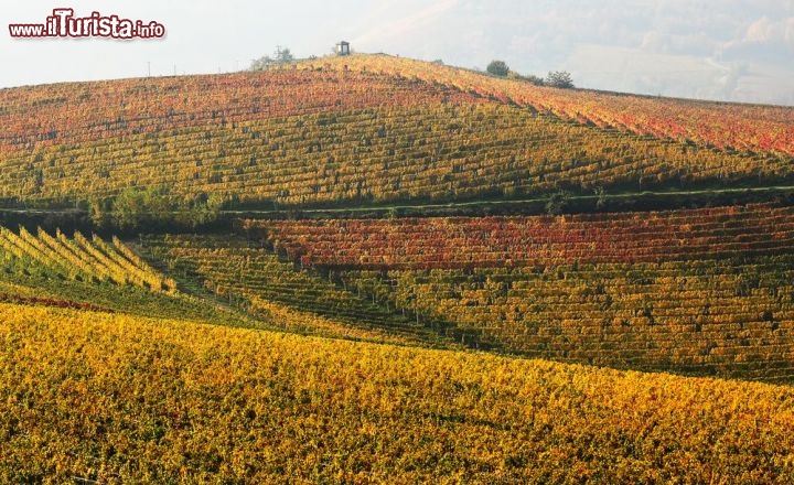 Immagine Foliage autunnale nei vigneti del Piemonte tra Langhe e Monferrato - © Rostislav Glinsky / shutterstock.com