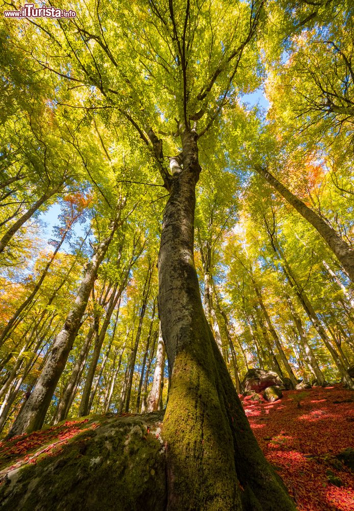 Immagine Foliage autunnale nei boschi di Monte Cimino a Soriano nel Cimino, Viterbo, Lazio. Nel 2017 le foreste di questa zona montuosa sono diventate patrimonio mondiale dell'Umanità.