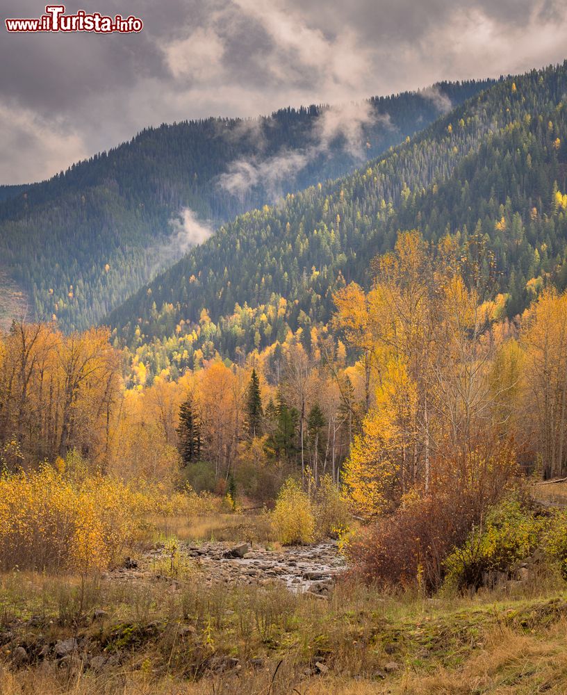Immagine Foliage autunnale nei dintorni di Fernie, British Columbia.