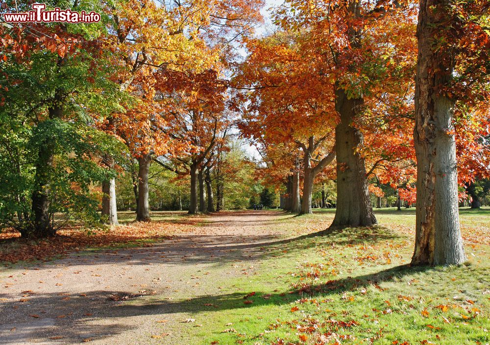 Immagine Foliage autunnale nel Great Park England di Windsor, Regno Unito. Un bel tracciato sterrato si snoda fra gli alberi e le vegetazione.