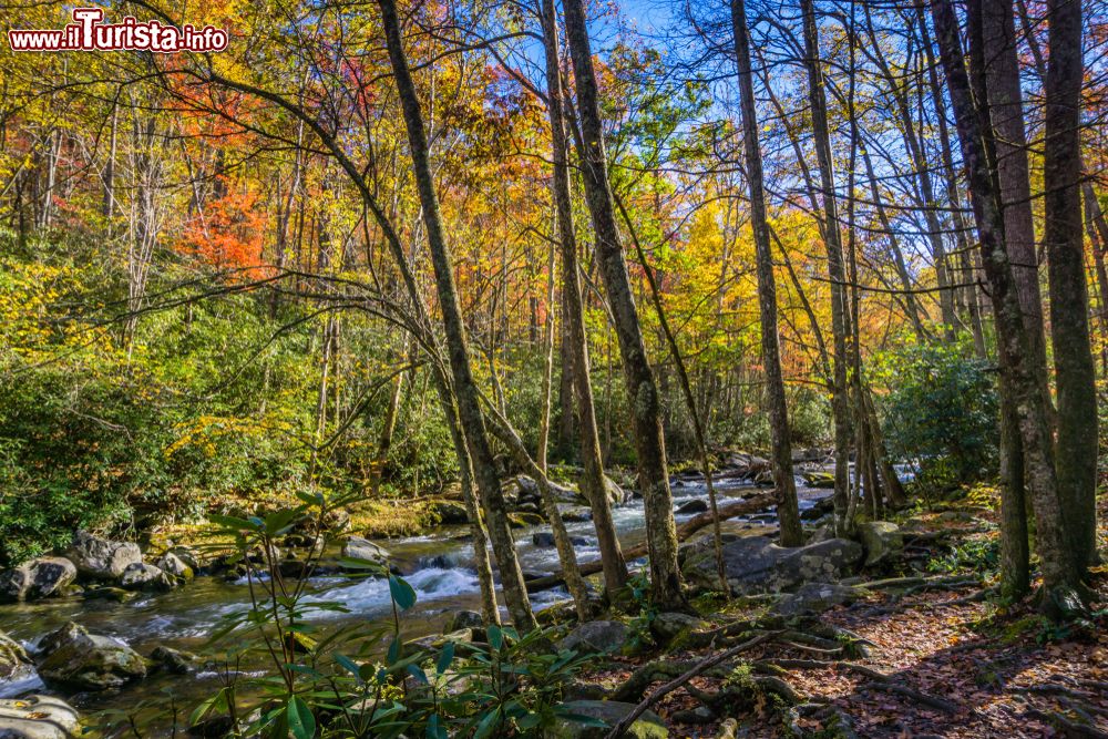 Immagine Foliage autunnale nel parco nazionale delle Great Smoky Mountains, USA.