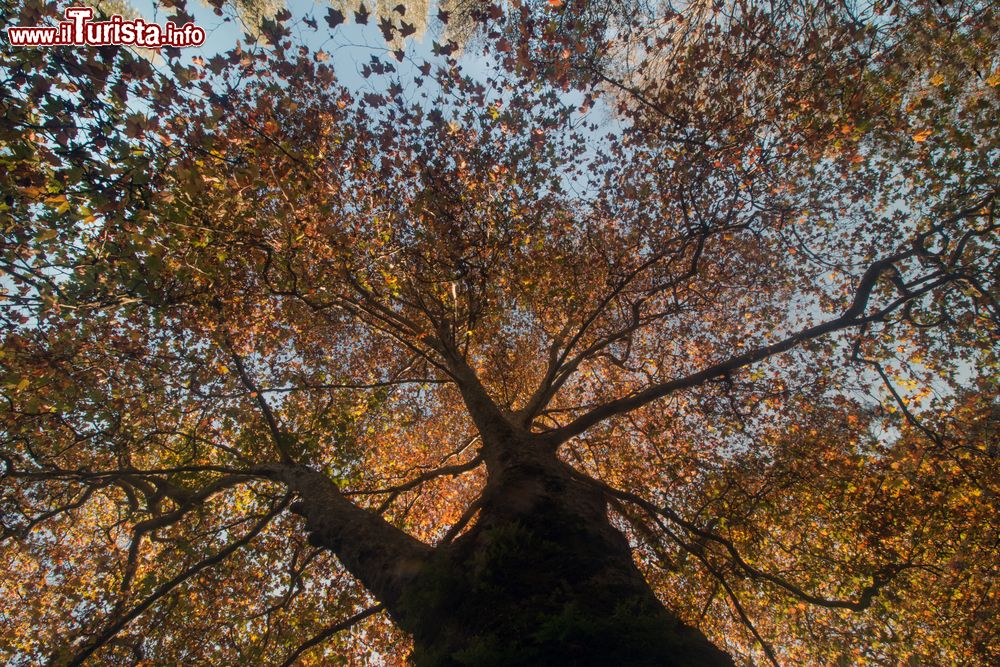 Immagine Foliage autunnale nella foresta della regione di Monchique, Algarve, Portogallo.