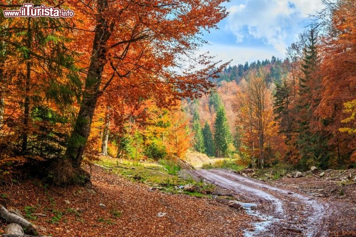 Immagine Foliage autunnale in Transilvania, Romania - © Fesus Robert / Shutterstock.com
