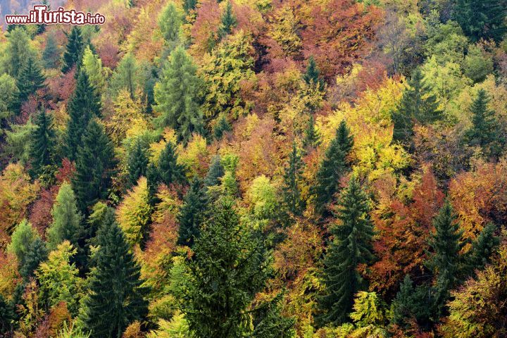 Immagine Foliage autunnale sull'altopiano di Asiago, provincia di Vicenza, Veneto - © 127108517 / Shutterstock.com