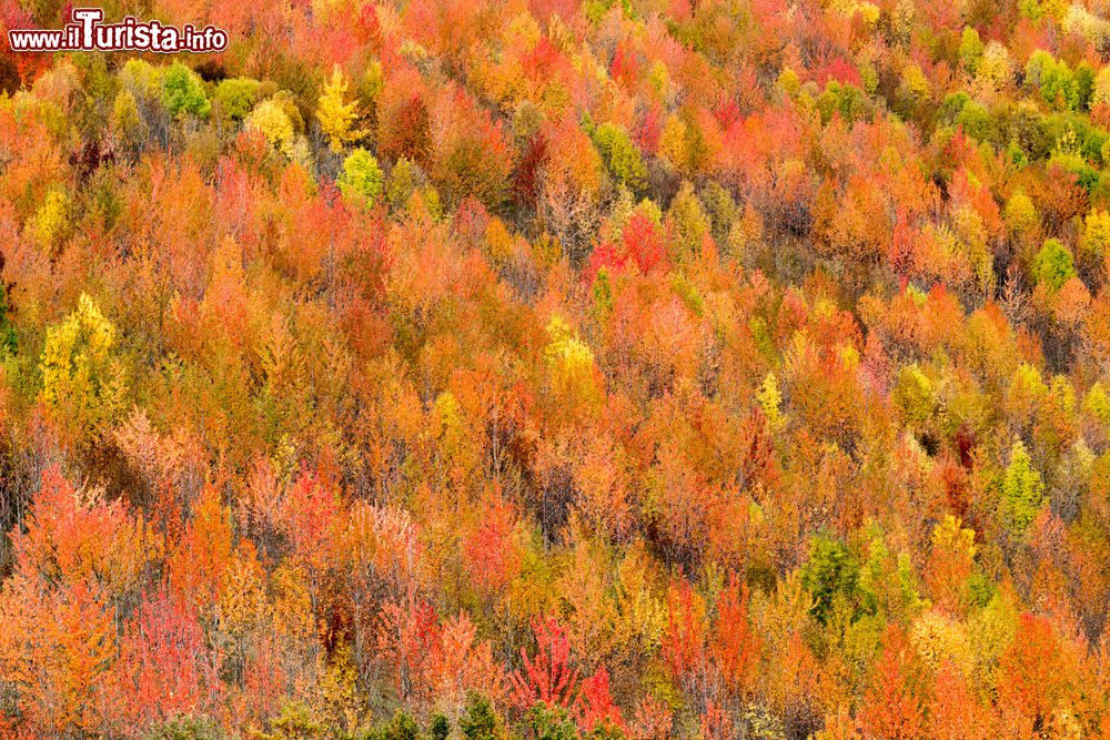 Immagine Foliage nel Parco Nazionale delle Foreste Casentinesi a Campigna