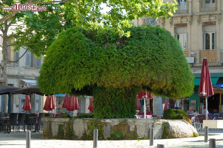 Immagine La cosiddetta "Fontaine Moussue" (o "Grande Fontaine") di Salon-de-Provence è caratterizzata dalla presenza di muschio e calcare, che con tempo hanno assunto le sembianze di un albero - foto © Philip Lange / Shutterstock.com