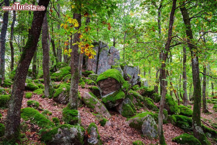 Immagine Una fitta foresta dell'Alsazia: siamo nella regione di Barr in Francia - © bonzodog / Shutterstock.com