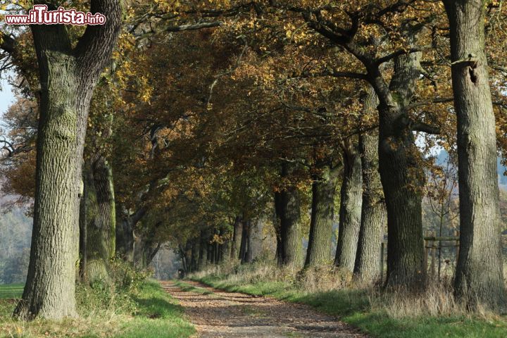 Immagine Querce nella foresta di Reinhard a Kassel, Germania - Un incantevole scorcio paesaggistico nei pressi di Kassel dove la foresta di Reinhard ospita delle belle querce © hecke61 / Shutterstock.com