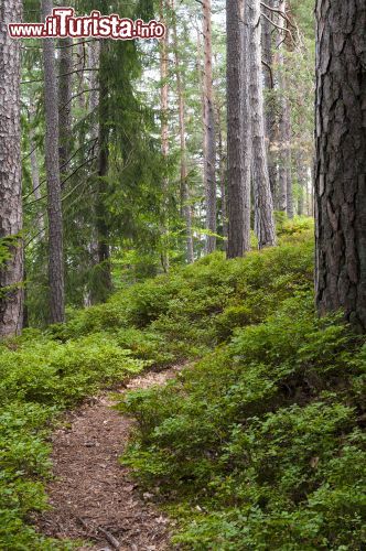 Immagine Una foresta nei dintorni di Veld am Woerther See in Austria - © Bildagentur Zoonar GmbH / Shutterstock.com