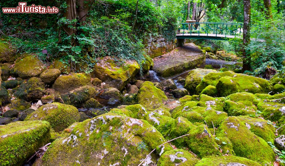 Immagine Foresta nei pressi della città di Florac, Francia. Natura selvaggia e incontaminata per chi è appassionato di passeggiate nei boschi e vita all'aria aperta.