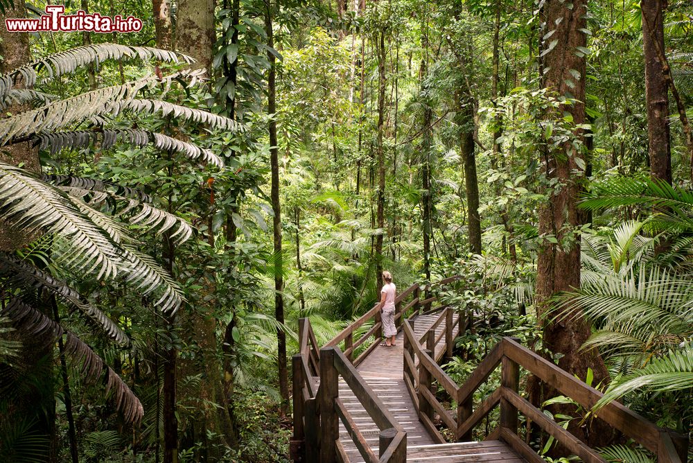 Le foto di cosa vedere e visitare a Daintree