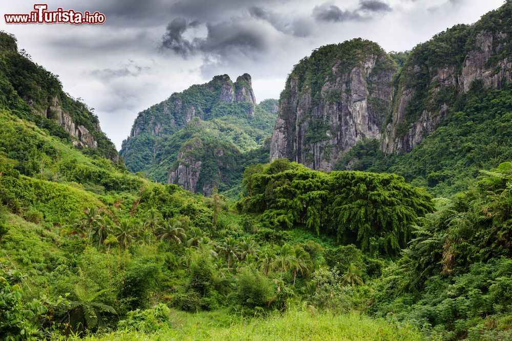 Immagine Una foresta tropicale sull'isola di Vti Levu, Figi, in una giornata di pioggia (Oceania).
