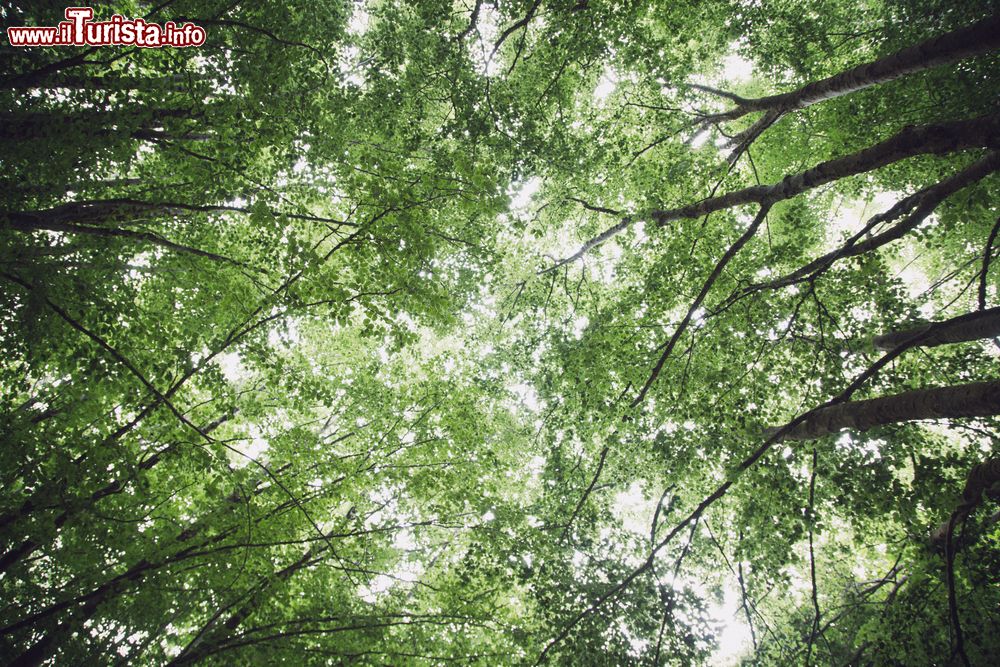 Immagine Foresta vicino a Cesaro, Parco dei Nebrodi in Sicilia