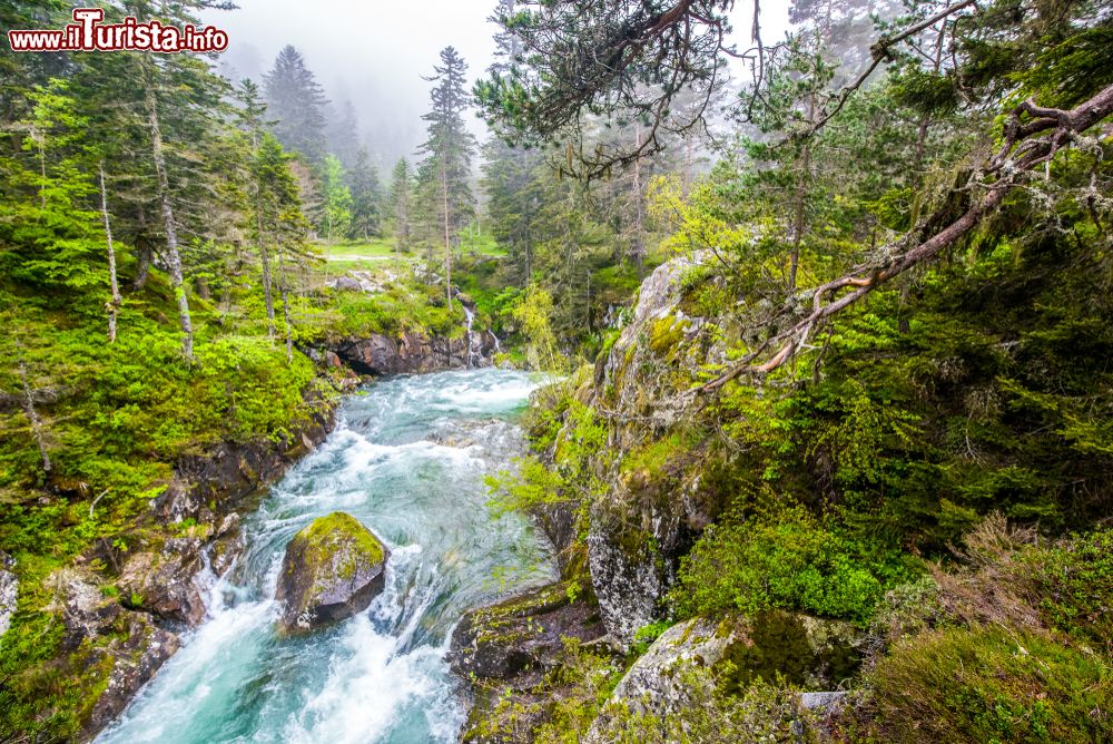 Immagine Foreste di pini e torrente di montagna a Pont d'Espagne, Cauterets, Pirenei francesi.