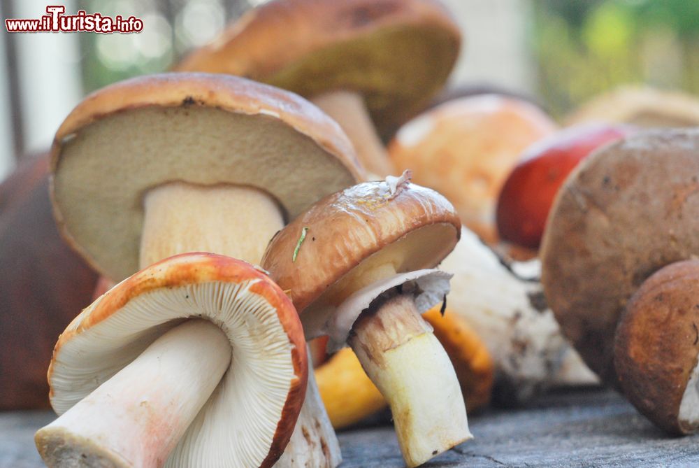 Immagine Forni di Sopra, la Sagra dei Funghi a settembre in Friuli Venezia GIulia