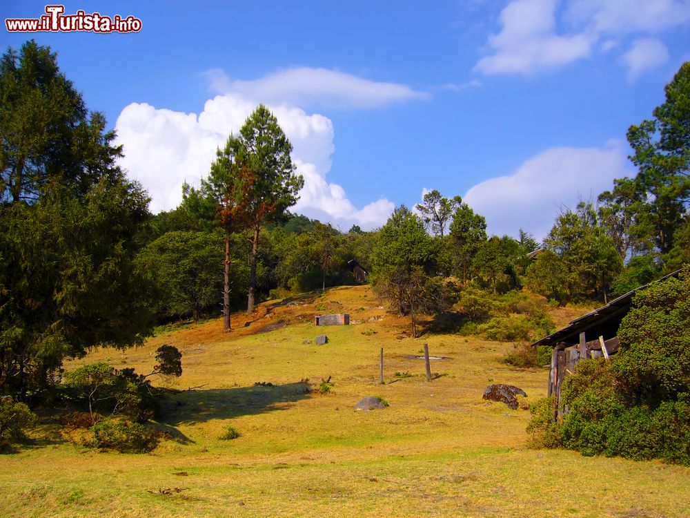 Immagine Fotografia rurale con pini di montagna nei pressi di Morelia, Messico. Situata nella provincia di Michoacan, a ovest di Città del Messico, Morelia è divenuta negli anni una fra le mete preferite per chi si reca in Messico.