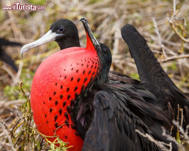 Immagine Una fregata nella stagione degli accoppiamenti fotografata alle Galapagos. Il maschio di questa specie è caratterizzato da un'appariscente sacca gulare rosso acceso che gonfia durante la fase del corteggiamento. Pur non riuscendo a prendere il volo da una superficie piatta, grazie al più alto rapporto fra apertura alare e peso corporea di tutti gli uccelli, le fregate riescono a stare in volo anche più di una settimana atterrando solo per appollaiarsi o nidificare su scogliere e alberi - © kongsak sumano / Shutterstock.com